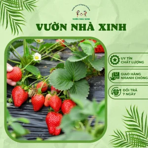 Combo Vỉ 10 Cây Giống Dâu Tây Úc Albion