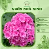 chậu cẩm tú cầu cánh kép