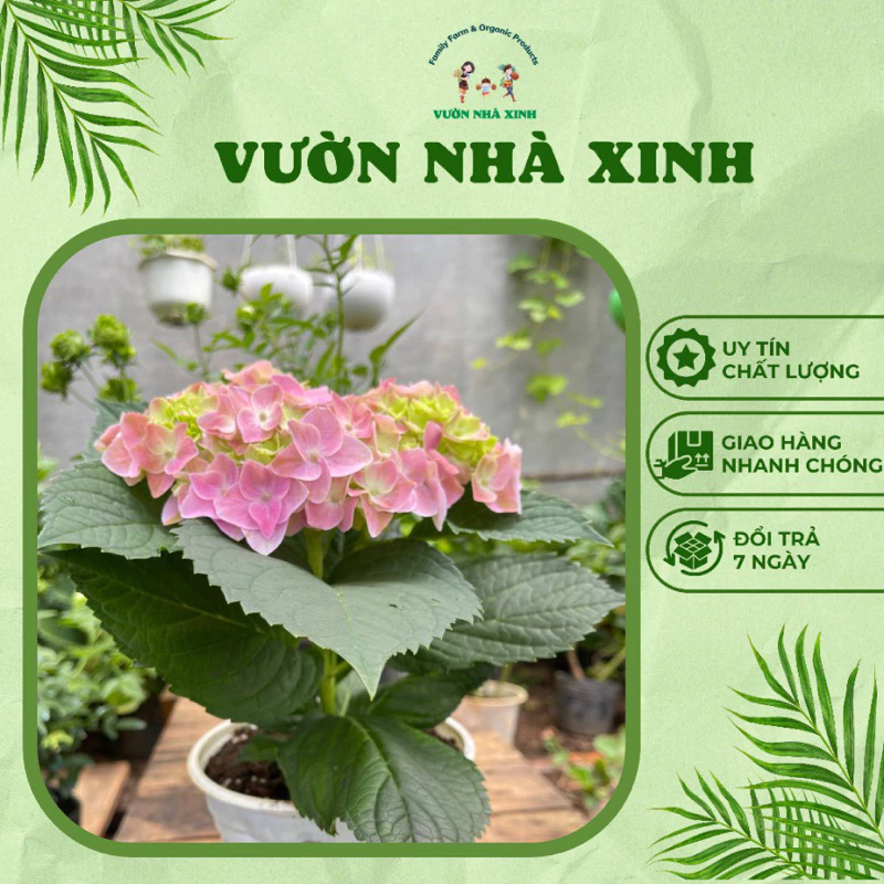 hà lan chịu nhiệt