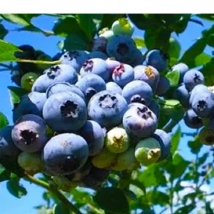 chậu cây giông việt quất