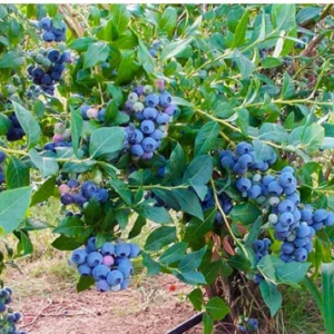 chậu cây giông việt quất